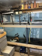 4ft used fish for sale  MAIDSTONE