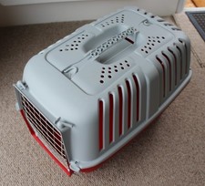 Dog cat puppy for sale  CONWY