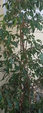 Ficus benjamini 20j gebraucht kaufen  Hannover