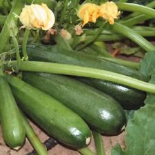 Samen zucchini aeronaut gebraucht kaufen  Magdeburg