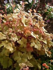 Heuchere vert caramel d'occasion  Metz-