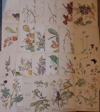 Country diary edwardian for sale  COLERAINE