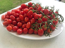Tomatensamen italienische snac gebraucht kaufen  Meckenheim