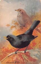 Postcard birds blackbird for sale  BRISTOL