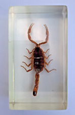 Manchurian scorpion real for sale  EASTLEIGH