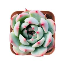 Live rare echeveria for sale  Fallbrook