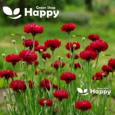 Cornflower centaurea red for sale  DONCASTER