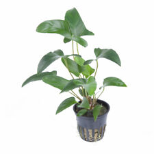 Anubias gracilis tropica for sale  MANSFIELD