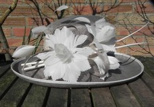 Cappelli condici wedding for sale  EYE