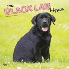 Black labrador retriever for sale  Powder Springs