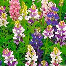 Dwarf lupine seeds for sale  USA