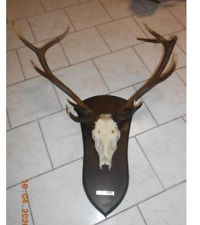 Trophée cerf massacre d'occasion  France