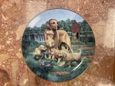 short haired german pointer for sale short haired german pointer for sale RAMSGATE