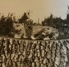 Identified history kitty for sale  Mount Morris