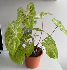 House plant caladium for sale  LIVERPOOL