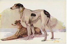 2935 cane levriero usato 2935 cane levriero usato  Comacchio