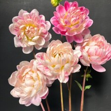 Dahlia kelgai ann for sale  BROMLEY