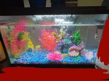Gallon fish tank for sale  Maryville