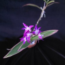 Dendrobium kingianum varigated for sale  Loxahatchee
