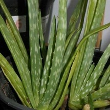 Aloe vera starter for sale  Sarasota