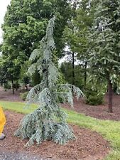 Cedrus deodara eisregen for sale  Silverton