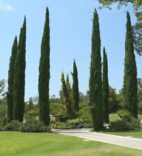 Cupressus sempervirens Stricta Cypress męski śródziemnomorski - 50 ementów na sprzedaż  Wysyłka do Poland