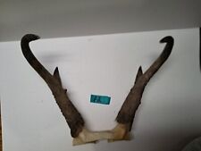 Pronghorn antelope skullcap for sale  Ozark