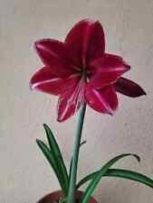 Hippeastrum 1617 dern1 usato  Bagnoregio