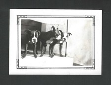 Trio boston terrier for sale  Freeport