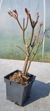 Bonsai bergahorn acer gebraucht kaufen  Solingen
