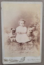 FOTO DE GABINETE DE LA DÉCADA DE 1880... NIÑO PEQUEÑO POSANDO CON DOS PERROS GRANDES RÁPIDOS MICHIGAN segunda mano  Embacar hacia Mexico