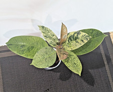 Ficus shivereana moonshine for sale  Mount Juliet