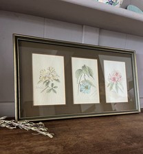 Vintage botanical floral for sale Vintage botanical floral for sale  NANTWICH