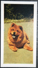 Cartão fotográfico colorido vintage 1961 CHOW CHOW excelente estado FE04M comprar usado  Enviando para Brazil