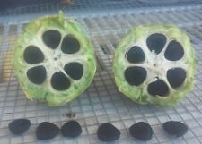 Joshua tree seeds for sale  Bullhead City