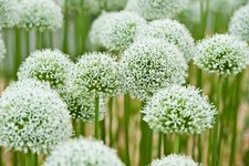 Giant allium mount for sale  CRAWLEY