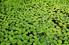 Salvinia minima piante usato  Feldthurns
