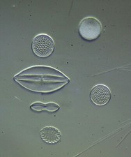 Antique microscope slide for sale  BRISTOL