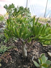 Exact plant crassula for sale  BEXHILL-ON-SEA