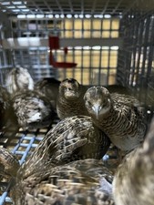 Button quail fertile for sale  Nokesville