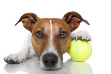 Used tennis balls for sale  Bronx