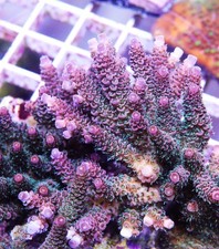 Bill murray acropora for sale  Thousand Oaks