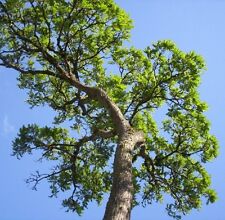 Cedrela odorata cedro for sale  Miami