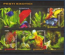 pesci marini tropicali usato  Trambileno