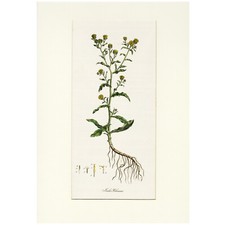 Rara 1818 CURTIS FLORA LONDINENSIS FOSCA Gravura Fólio Colorida à Mão FLEABANE comprar usado  Enviando para Brazil