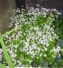 Pflanze waldmeister galium gebraucht kaufen  Gronau