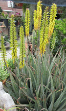 Hybrid aloe plant for sale  Glendora