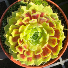 Hens chicks live for sale  Danielson