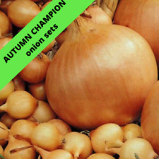 Onion sets autumn for sale  MANCHESTER