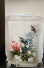 Biorb aquarium fish for sale  UK